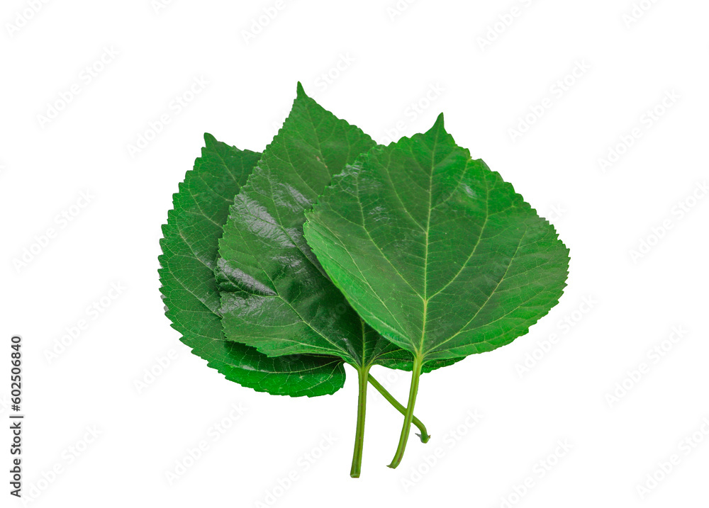 Fototapeta premium Green mulberry leaf isolated on transparent background. Natural leaf background.