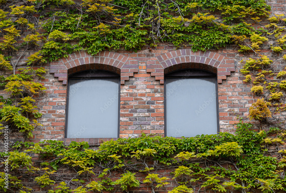 ツタが絡むレンガ壁と二つの窓 / Brick wall and two windows with ivy entwined ツタが絡むレンガ壁と二つの窓 / Brick wall and two windows with ivy entwined