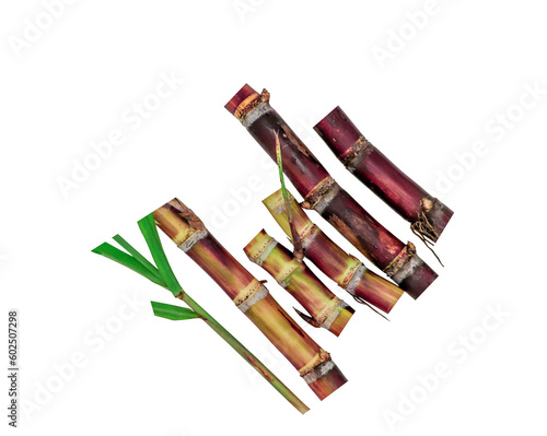 Sugarcane stem isolated on transparent background
