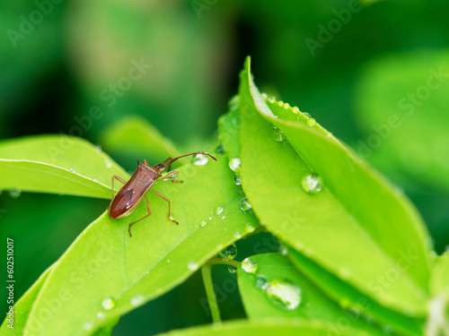 雨に濡れるカメムシ © Antelope