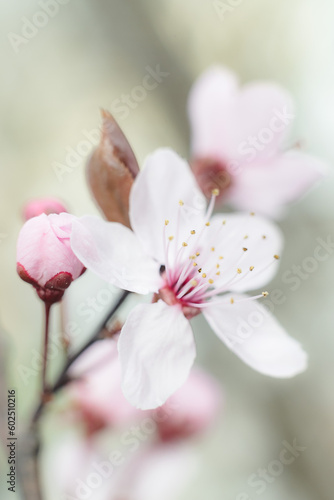 pink blossom © Pawel