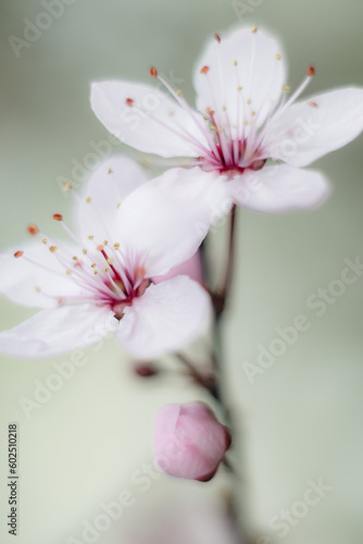pink cherry blossom © Pawel