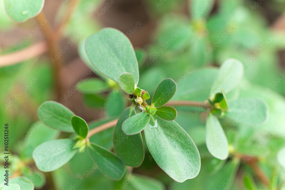 Purslane or Pigweed Purslane (Portulaca Oleracea) are growing up with ...