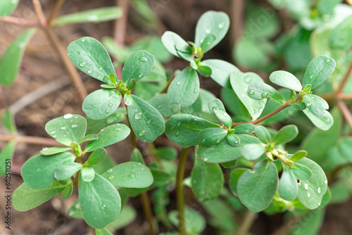 Purslane or Pigweed Purslane (Portulaca Oleracea) are growing up with green leaves and water drops in the morning