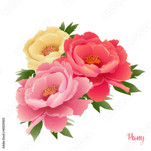 3 blooming vector peony flowers in different colors