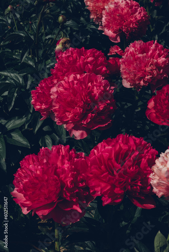 Close up of beautiful blooming red peony flower in the garden  green leaves background. Summer blooms.