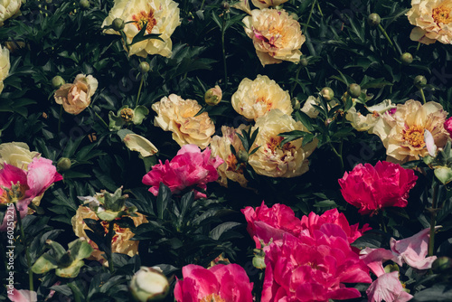 Beautiful fresh colorful peony flowers in full bloom in the garden, green leaves flowerbed. Summer natural floral texture for background. © Iryna