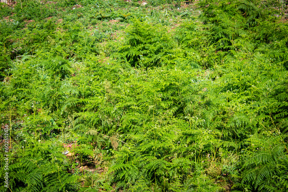 Beautiful view of wild fern leaves in the forest area around Yercaud, Salem, India Beautiful view of wild fern leaves in the forest area around Yercaud, Salem, India