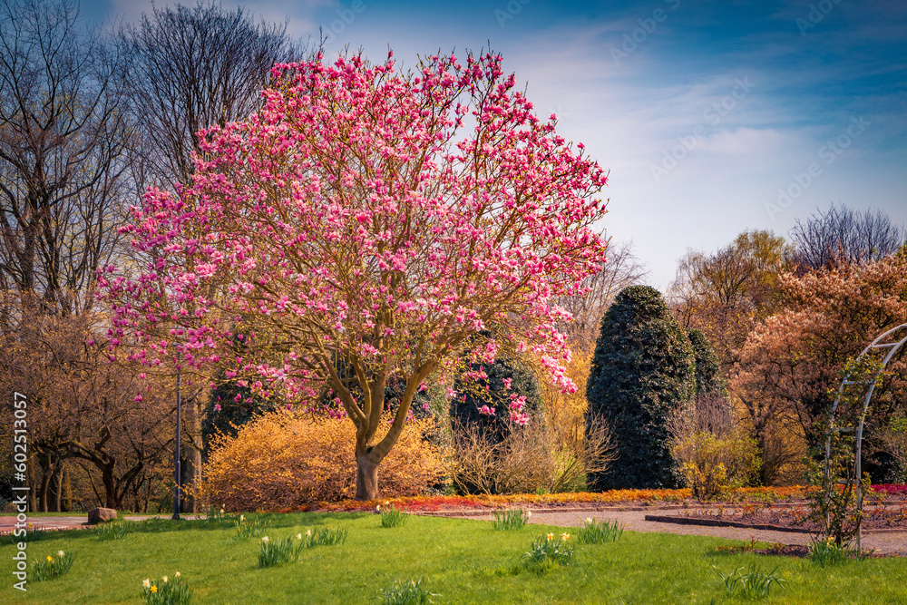 Incredible spring view of blooming magnolia tree in botanical garden of Essen town. Astonishing morning scene of German, Europe. Beauty of nature concept background.