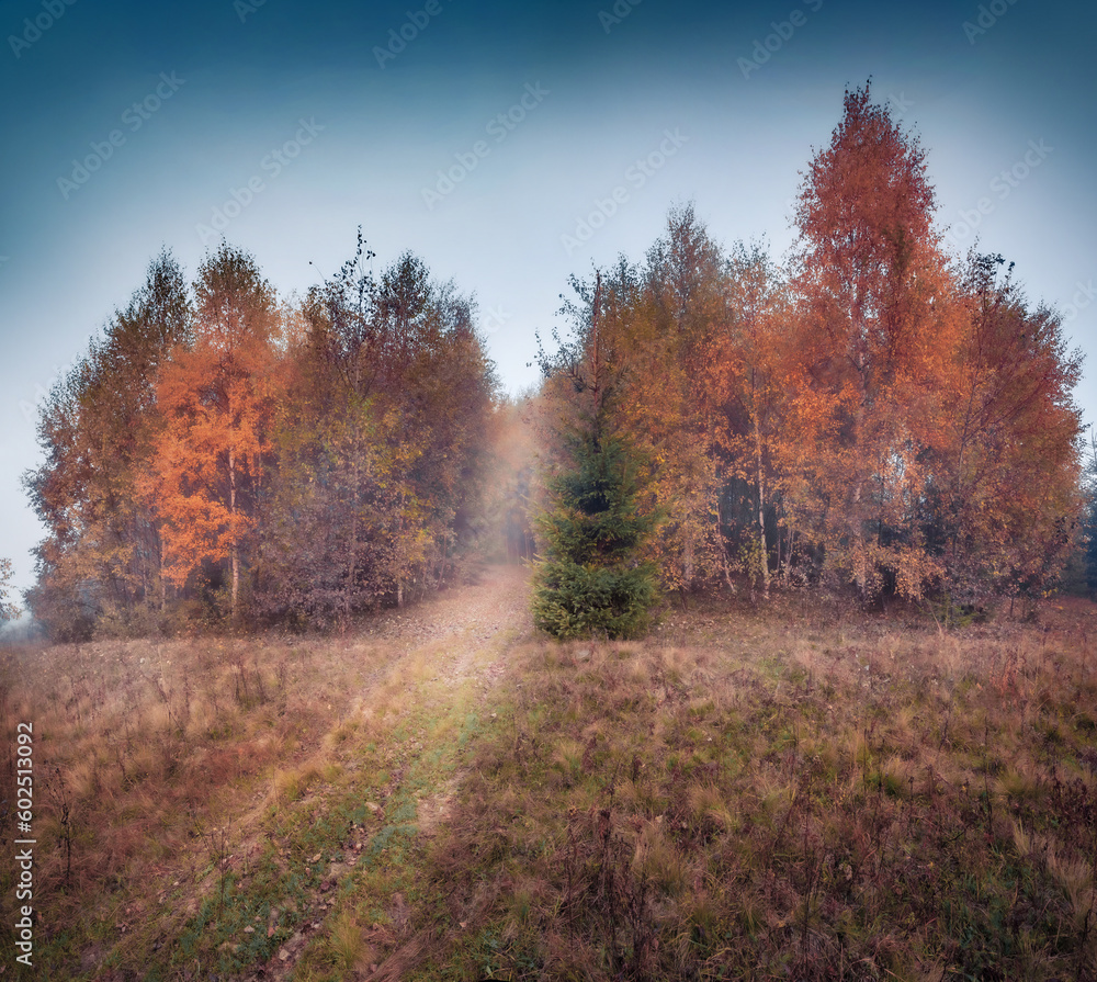 Foggy autumn scene of mountain forest. Calm morning view of Carpathian mountains, Ukraine, Europe. Beauty of nature concept background. Foggy autumn scene of mountain forest. Calm morning view of Carpathian mountains, Ukraine, Europe. Beauty of nature concept background.