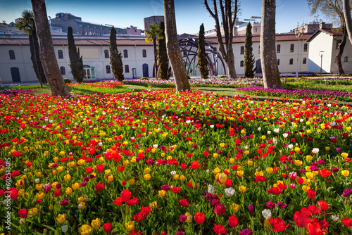 Tulip flowers blooming in Gulhane (Rosehouse) park. Magnificent spring view of Istanbul. Fabulous outdoor scenery in Turkey, Europe. Beauty of nature concept background. photo