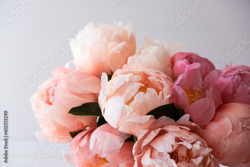 Close up of fresh coral peony flowers in full bloom against white background. Floral still life with blooming peonies.