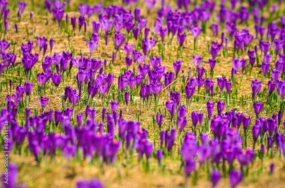 Naklejka premium Background concept with beautiful purple mountain flowers. Purple crocuses in a clearing in the Chocholowska Valley in the Western Tatras, Poland. Photo with a shallow depth of field.