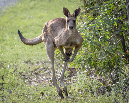 Male kangaroo of the Eastern Grey variety, hopping through the bush