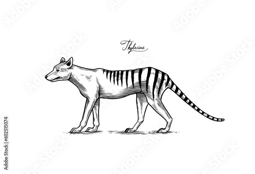 Tasmanian wolf Thylacinus cynocephalus. Extinct species. predatory animal. Engraved Hand drawn vector illustration in woodcut Graphic vintage style, vintage drawing