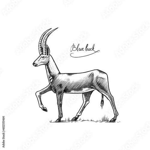 Bluebuck or blue or roan antelope. Extinct mammal animal. Engraved Hand drawn vector illustration in woodcut Graphic vintage style.