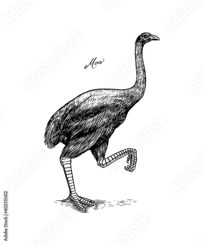 Moa flightless bird. Extinct species. Hand drawn vector engraved sketch. Graphic vintage style. 