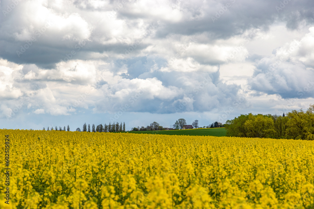 Obraz premium European landscape with spring fields. Canola fields.