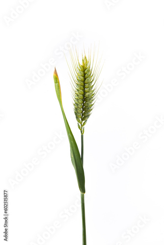 green wheat ears isolated on white background.