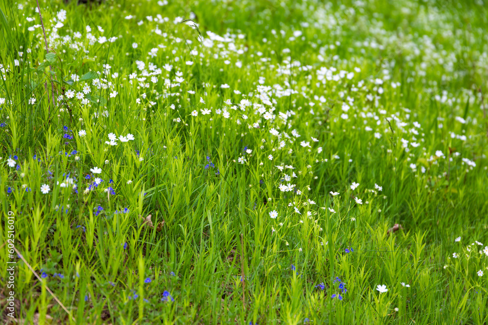 Green spring meadow with fresh grass and white and blue flowers. Natural Background.