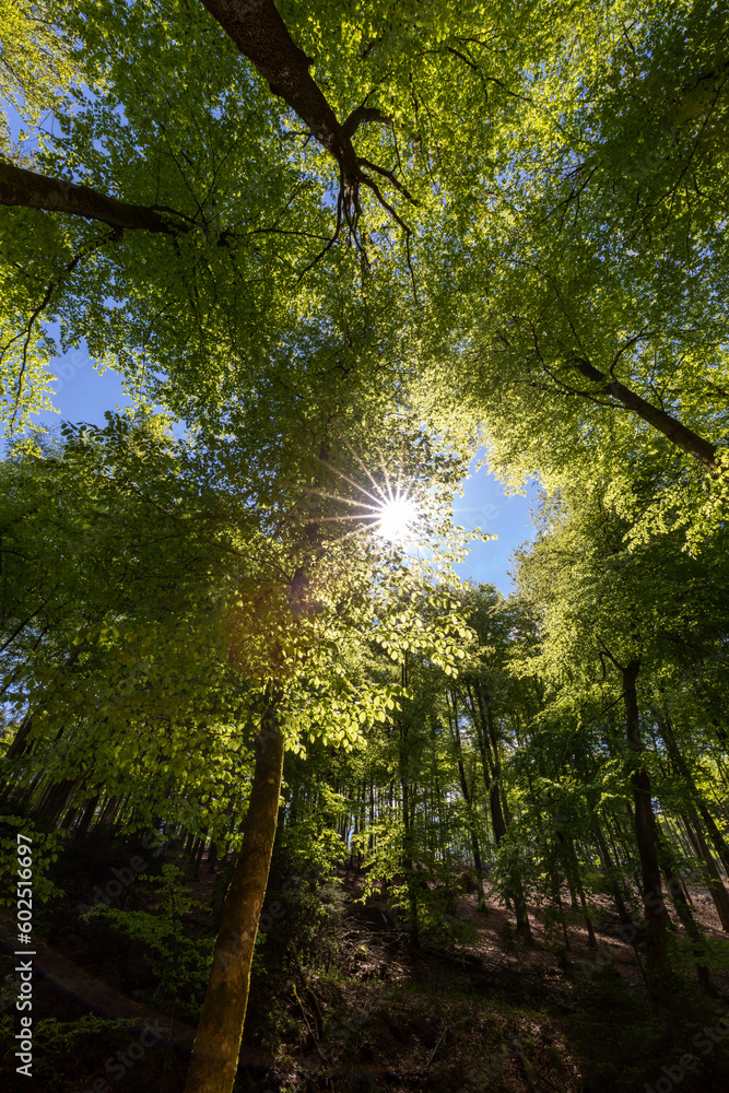 Buchenwald mit Sonne Buchenwald mit Sonne
