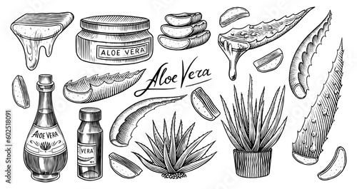 Aloe vera set. Sketch of Plant and bunch and leaves. Ingredient for herbal medicine or cosmetics. Hand drawn Vintage ink sketch. Products for label, advertesment, typography or banner, poster 