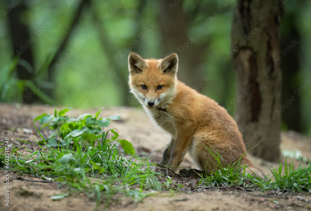 Cute young red fox in the forest ( Vulpes vulpes ) Cute young red fox in the forest ( Vulpes vulpes )