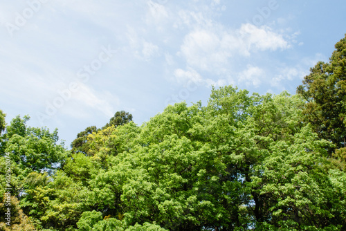 春の青空と力強い新緑の木々たち © tuo