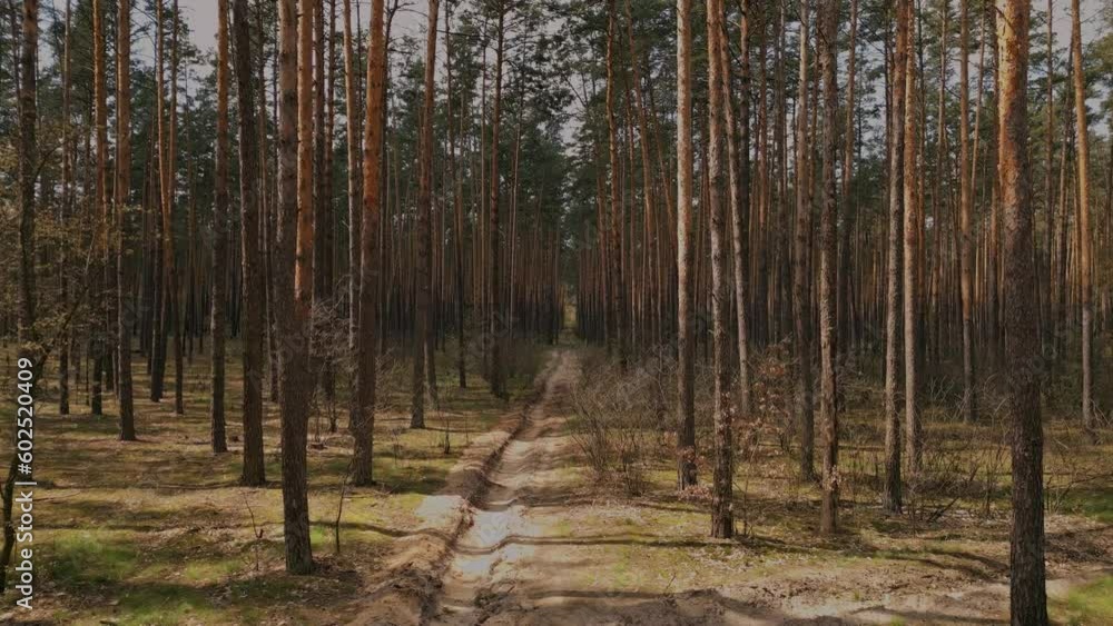 Beautiful spring pine forest. Mystical forest in Kyiv region. Save the forest concept. Aerial footage Beautiful spring pine forest. Mystical forest in Kyiv region. Save the forest concept. Aerial footage