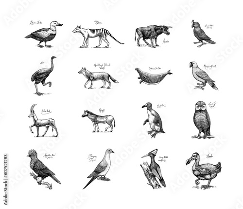 Extinct species. Wild mammal animals and birds. Dodo, Moa, Tasmanian wolf, Quagga. Aurochs. Blue antelope. Hand drawn vector engraved sketch. Graphic vintage style. 