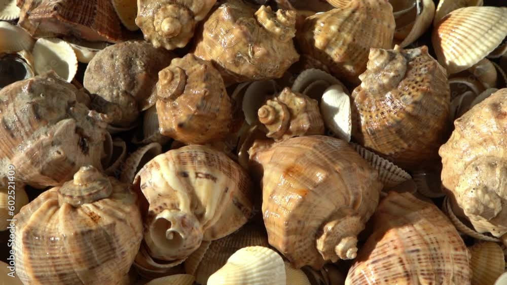 Sea shells on the beach. Summer background. Rapan conch shell top view. Beige light color. Aesthetic minimalism. Nature beauty. Mixed multi colorful seashells. Ocean coast. Seashell sun light Sea shells on the beach. Summer background. Rapan conch shell top view. Beige light color. Aesthetic minimalism. Nature beauty. Mixed multi colorful seashells. Ocean coast. Seashell sun light