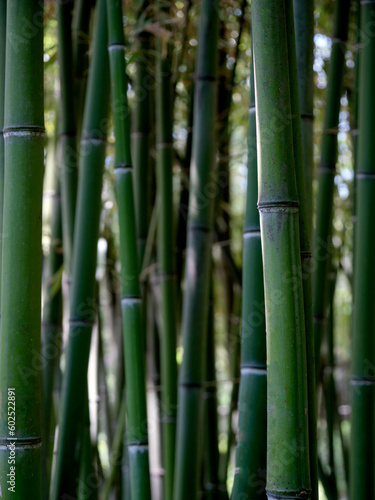Fototapeta Naklejka Na Ścianę i Meble -  Close-up of green bamboo trunks