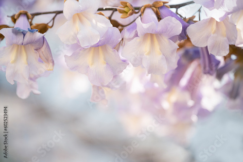 Delicate lilac flowers of the paulownia tree close-up. The fastest growing tree in the world in spring bloom.