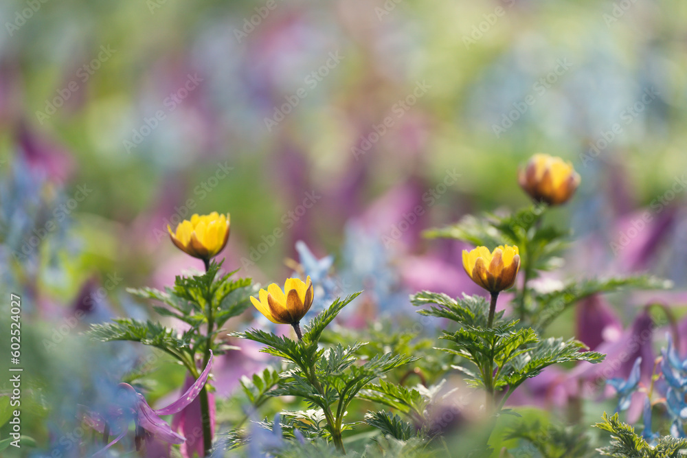Obraz premium エゾエンゴサクとカタクリの花畑