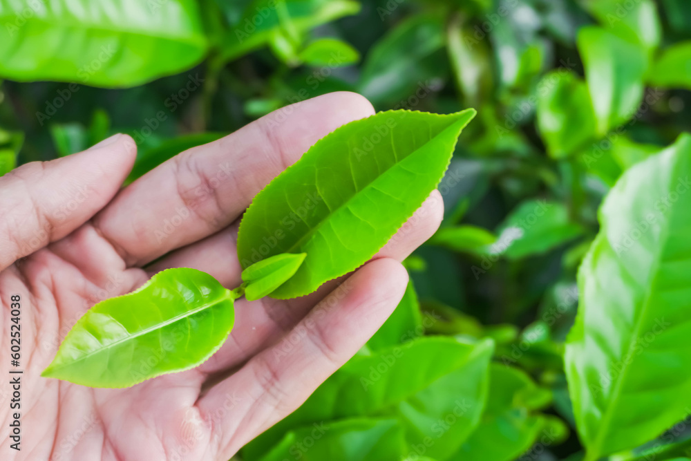 Someone hand holding tea leaves with bokeh background daylight. Concept for agriculture, tea cultivation, garden, traditional farming, rural life, food industry, herbal medicine, harvest season. Someone hand holding tea leaves with bokeh background daylight. Concept for agriculture, tea cultivation, garden, traditional farming, rural life, food industry, herbal medicine, harvest season.