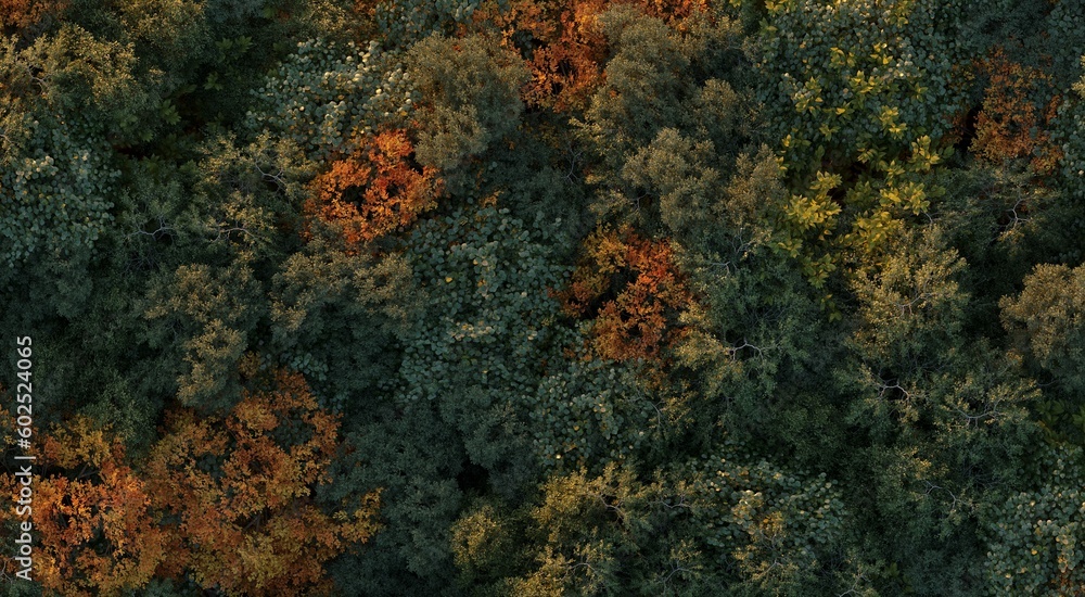 trees in the forest, top view, area view, 3D illustration, cg render trees in the forest, top view, area view, 3D illustration, cg render