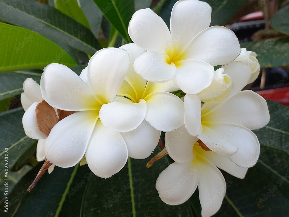 white frangipani flowers white frangipani flowers