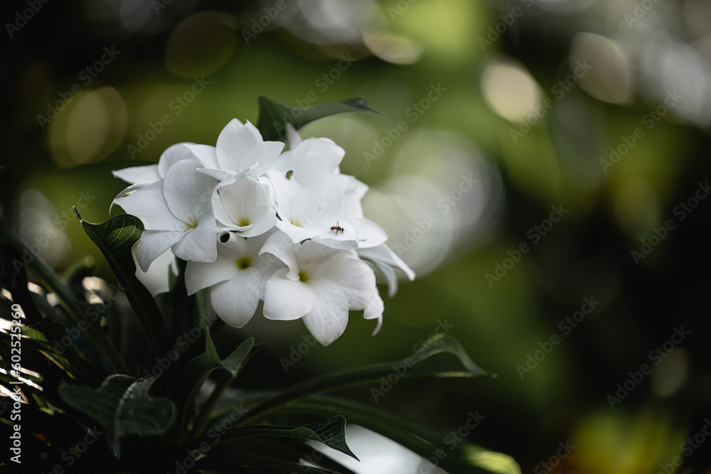Obraz premium a beautiful white flower takes center stage with a blurred background that creates a soft, dreamy effect. The focus is selectively set on the intricate details of the flower highlighting its delicate 