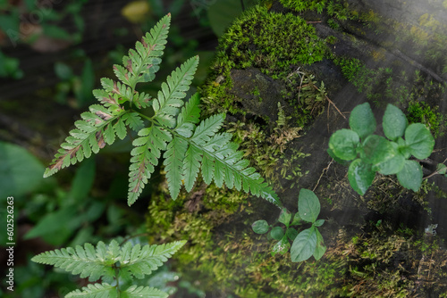 selective focus to wet fern leaves against damp moss background and with glare sun photo