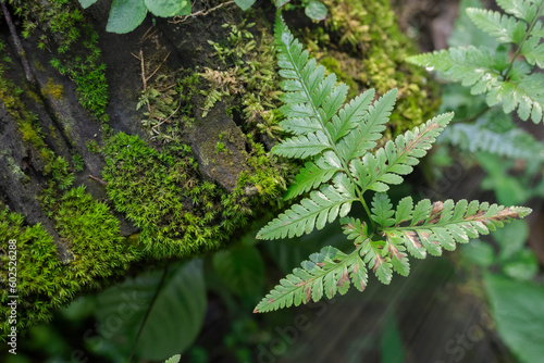 selective focus to wet fern leaves against damp moss background and with glare sun photo
