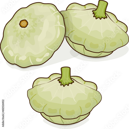 Group of White Patty Pan squash or Scallop or Scallopini squash. Summer squash. Cucurbita pepo. Fruits and vegetables. Cartoon style. Vector illustration isolated on white background.
