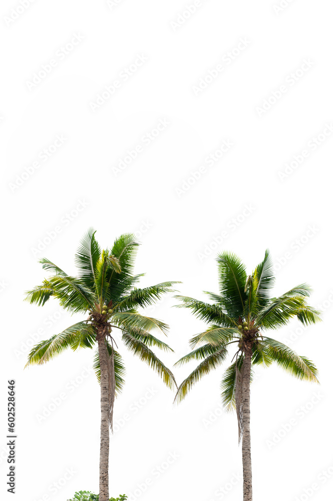 Fototapeta premium Coconut tree isolated on white background.