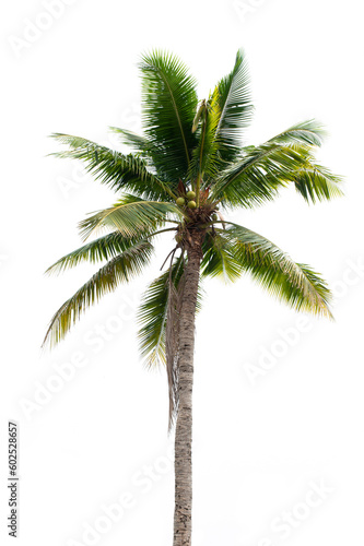 Coconut tree isolated on white background. © Suradech