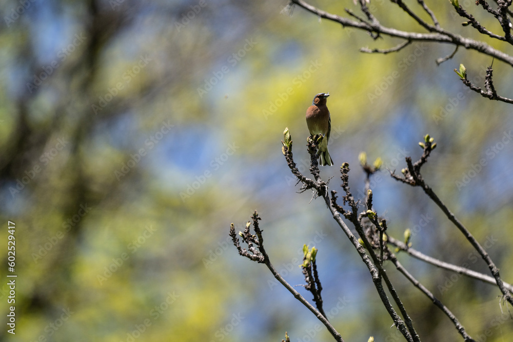 beautiful finch bird sits on a branch on a spring day against the blue sky beautiful finch bird sits on a branch on a spring day against the blue sky