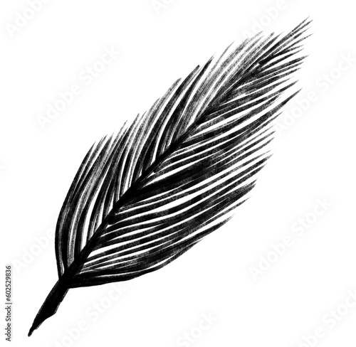 blank ink calligraph feather drawing illustration
