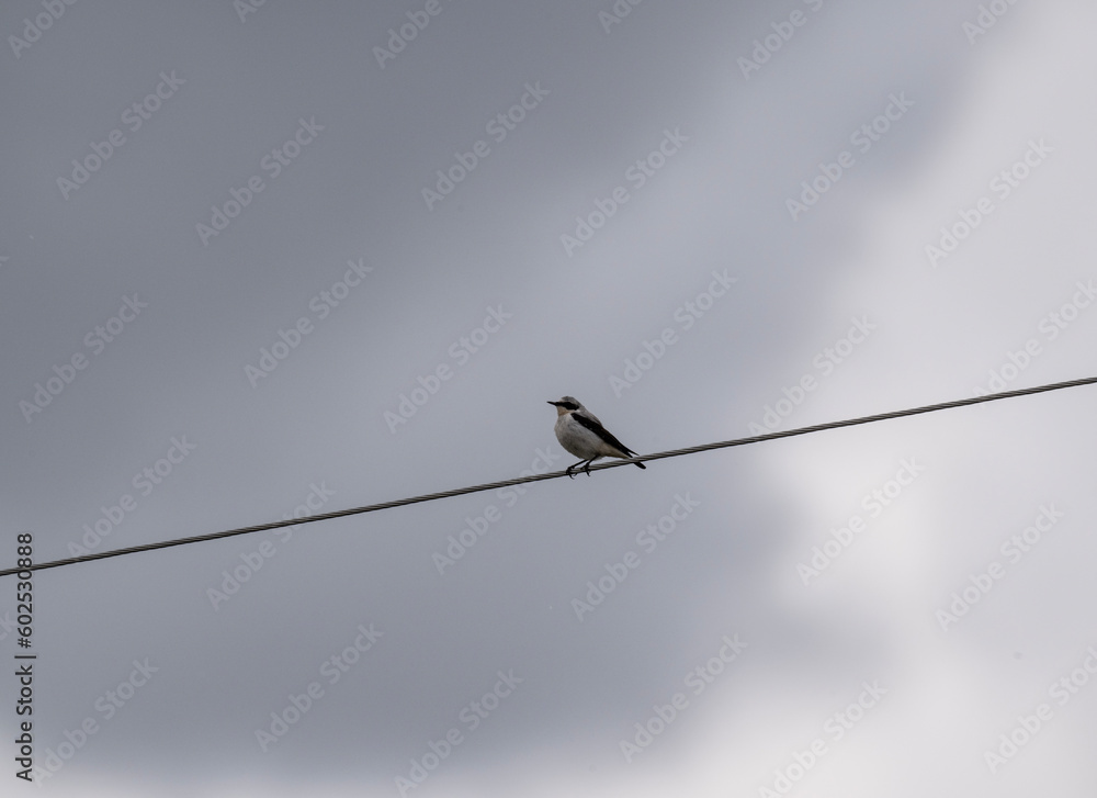 beautiful bird - common wheatear sits on a stone on a spring day against the backdrop of a meadow beautiful bird - common wheatear sits on a stone on a spring day against the backdrop of a meadow