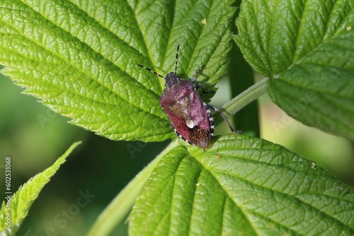 Beerenwanze auf Himbeerblatt
