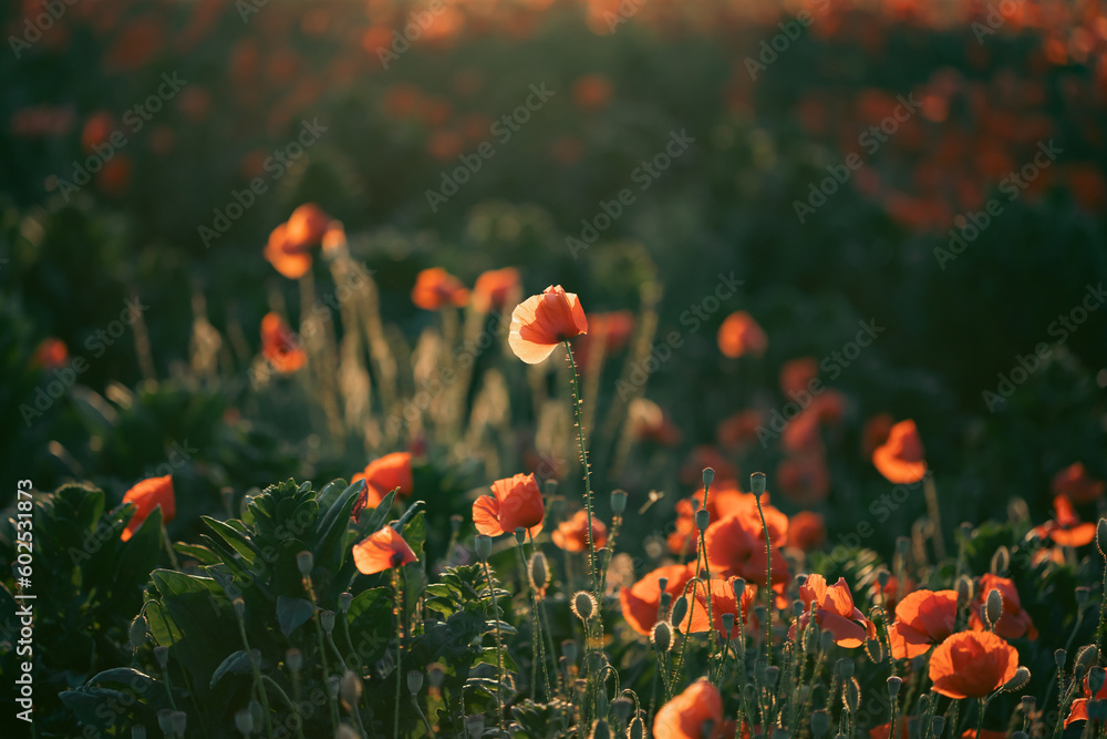Obraz premium Beautiful field of red poppies in the sunset light.