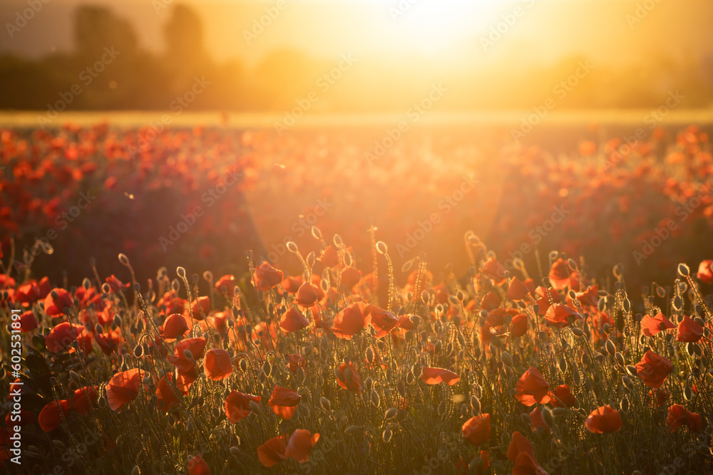Beautiful field of red poppies in the sunset light. - obrazy, fototapety, plakaty 