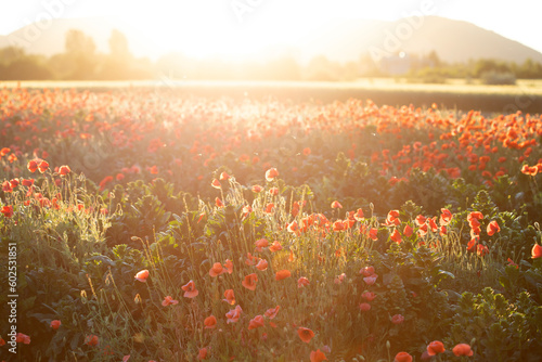 Beautiful field of red poppies in the sunset light. © erika8213